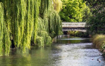Property Management in NZ: Regulation Bill Ended, Standards Still Matter
